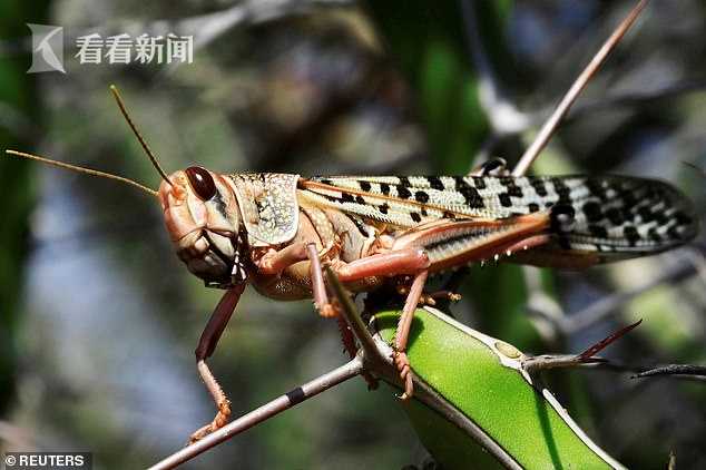 沙漠蝗灾引发全球关注，最新蝗虫报告揭秘灾难进展